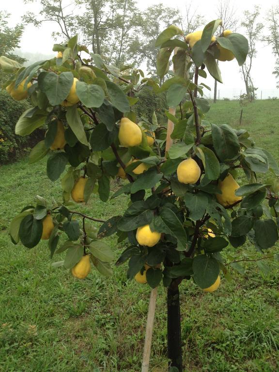 פידנצה Agriturismo Alba Del Borgo מראה חיצוני תמונה
