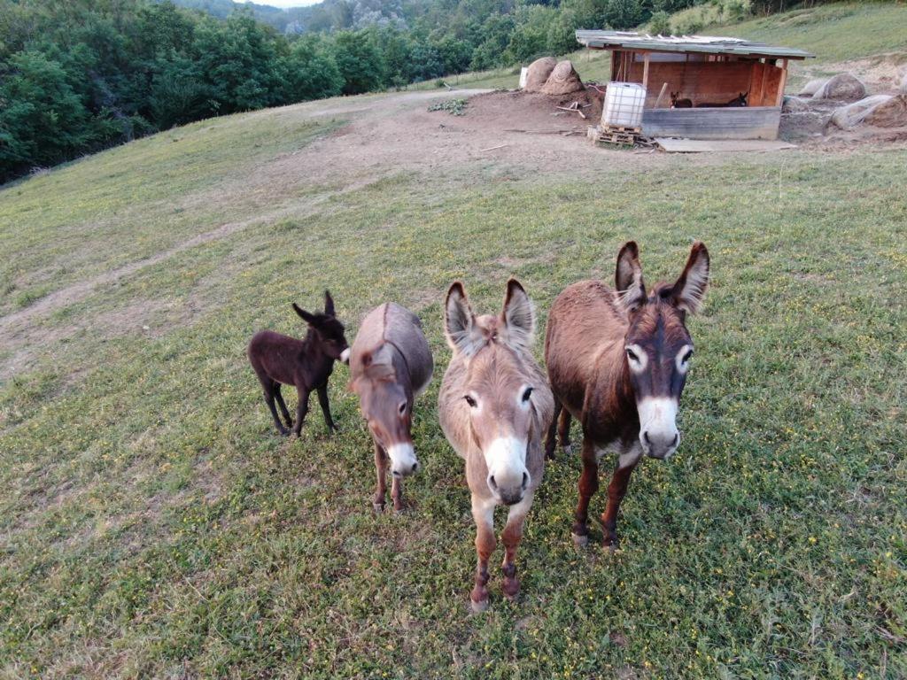 פידנצה Agriturismo Alba Del Borgo מראה חיצוני תמונה